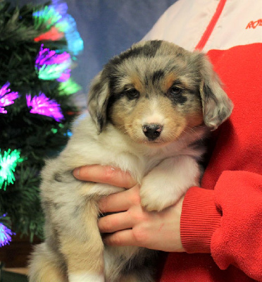 CHIOT bleu merle