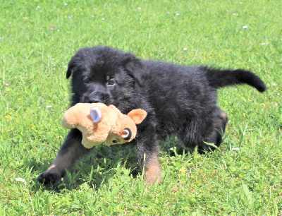 CHIOT noir et fauve