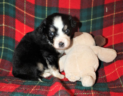 CHIOT noir tricolore