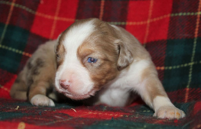 CHIOT rouge merle