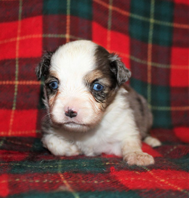 CHIOT bleu merle