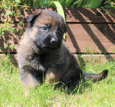 CHIOT gris/fauve charbonné