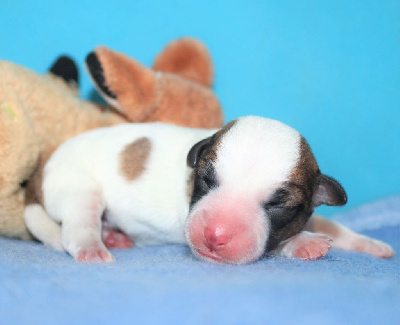Du normont - Jack Russell Terrier - Portée née le 28/04/2024