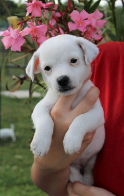 CHIOT blanc