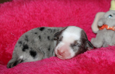 CHIOT bleu merle