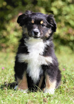 CHIOT noire tricolore