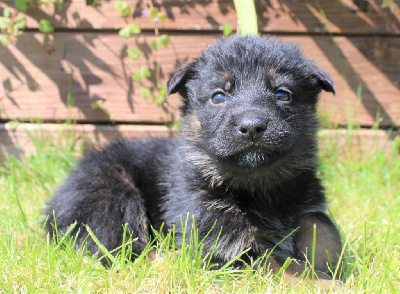 CHIOT noire et fauve