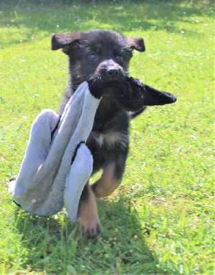 CHIOT noir et fauve