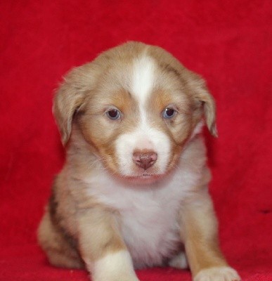 CHIOT rouge merle