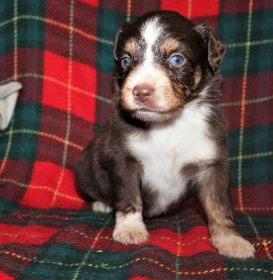 CHIOT marron ( rouge tricolore)