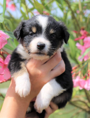 CHIOT noire tricolore