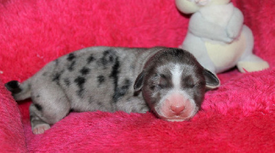 CHIOT bleu merle