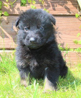 CHIOT noir et fauve