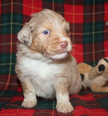 CHIOT rouge merle