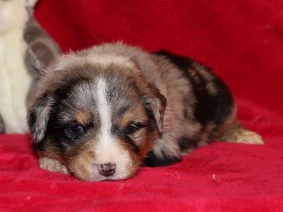 CHIOT bleu merle