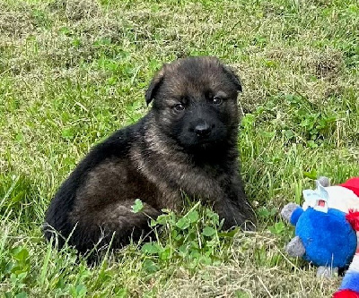 CHIOT gris/fauve charbonné