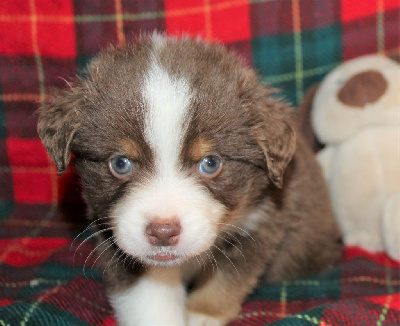 CHIOT marron ( rouge tricolore)