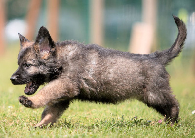 CHIOT gris/ fauve à poil long