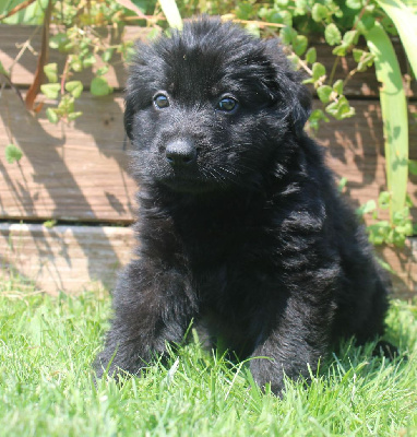 CHIOT noir à poil long