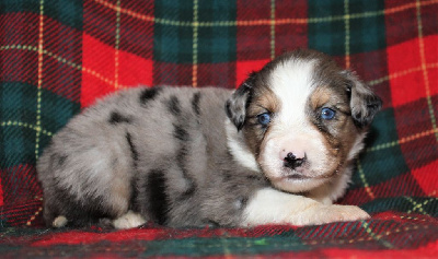 CHIOT bleu merle