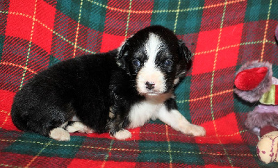 CHIOT noir tricolore