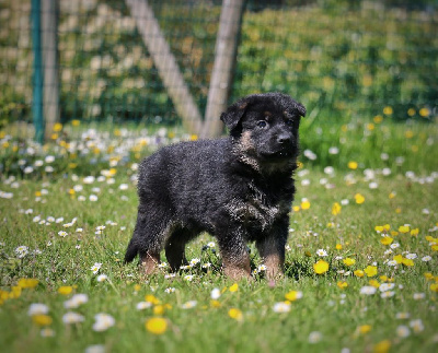 CHIOT noir et fauve