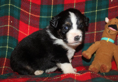 CHIOT noir tricolore