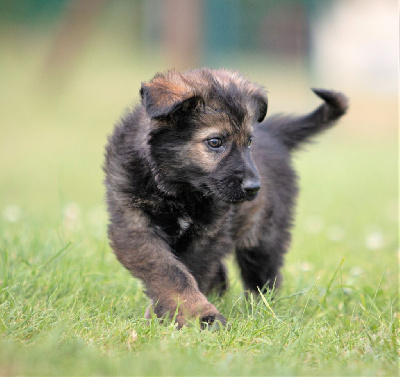 CHIOT gris/fauve charbonné