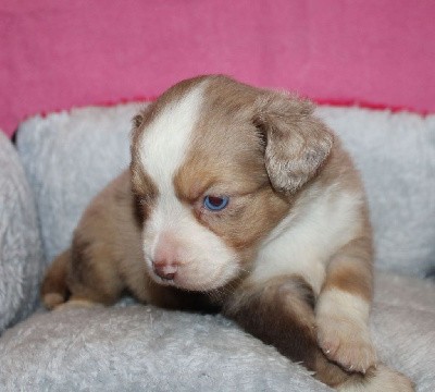 CHIOT rouge merle