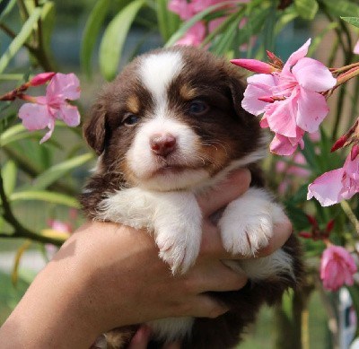 CHIOT marron ( rouge tricolore)