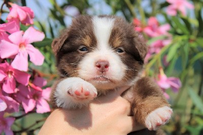 CHIOT marron ( rouge tricolore)