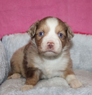 CHIOT rouge merle