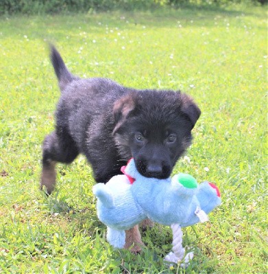 CHIOT noire et fauve