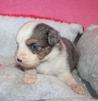 CHIOT bleu merle