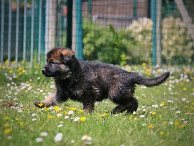 CHIOT gris/ fauve