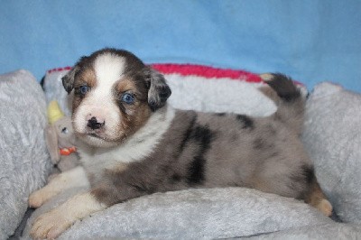 CHIOT bleu merle