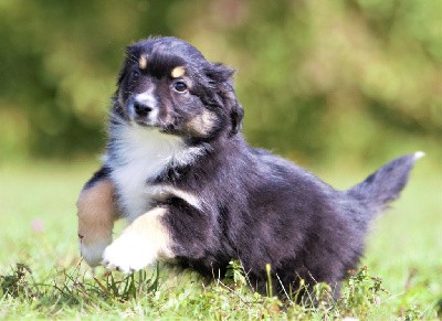 CHIOT noire tricolore