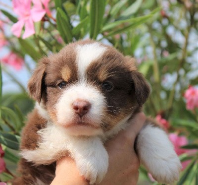 CHIOT marron ( rouge tricolore)