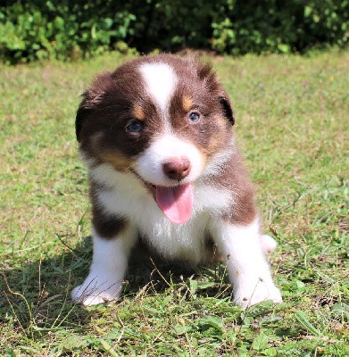 CHIOT marron ( rouge tricolore)