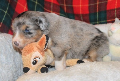 CHIOT bleu merle