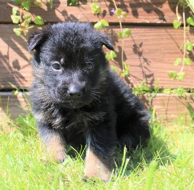 CHIOT noir et fauve