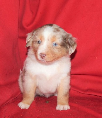 CHIOT rouge merle