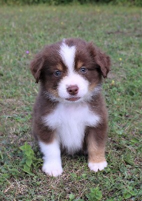 CHIOT marron ( rouge tricolore)