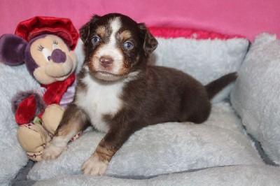 CHIOT marron ( rouge tricolore)