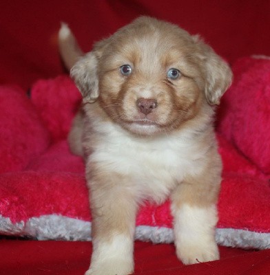 CHIOT rouge merle