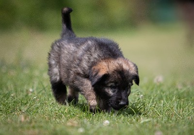 CHIOT gris/ fauve à poil long