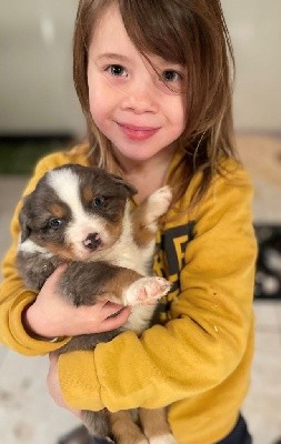 CHIOT bleu merle