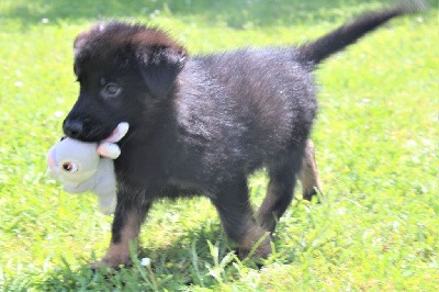 CHIOT noir et fauve