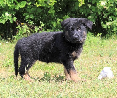 CHIOT noir et fauve