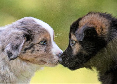 CHIOT rouge merle